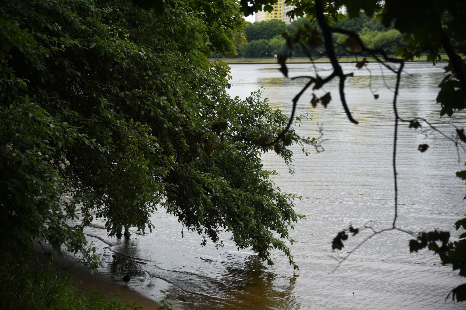 Химки, вода, плаванье, безопасность