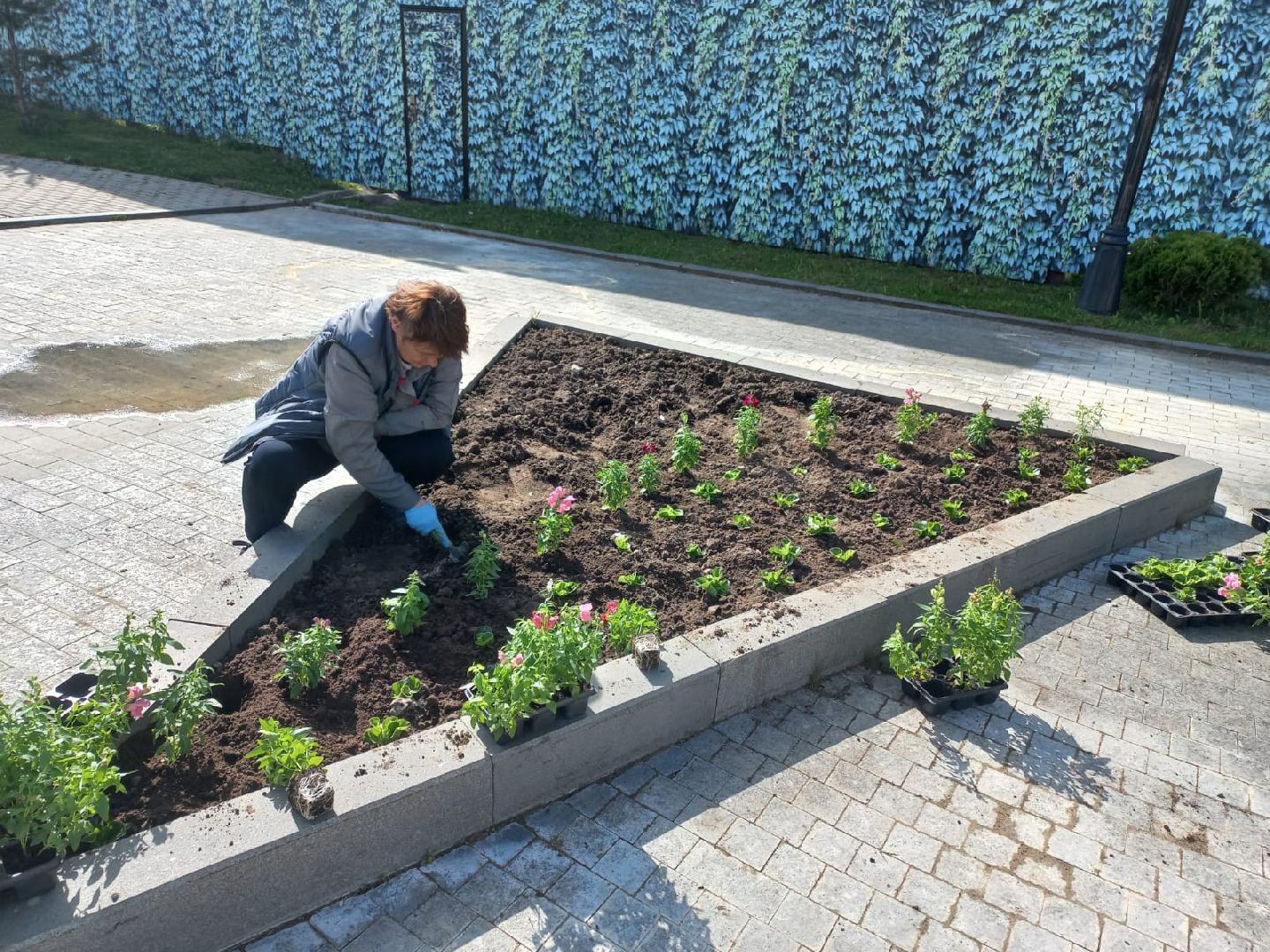 Шаховская, цветы, клумбы, посадка