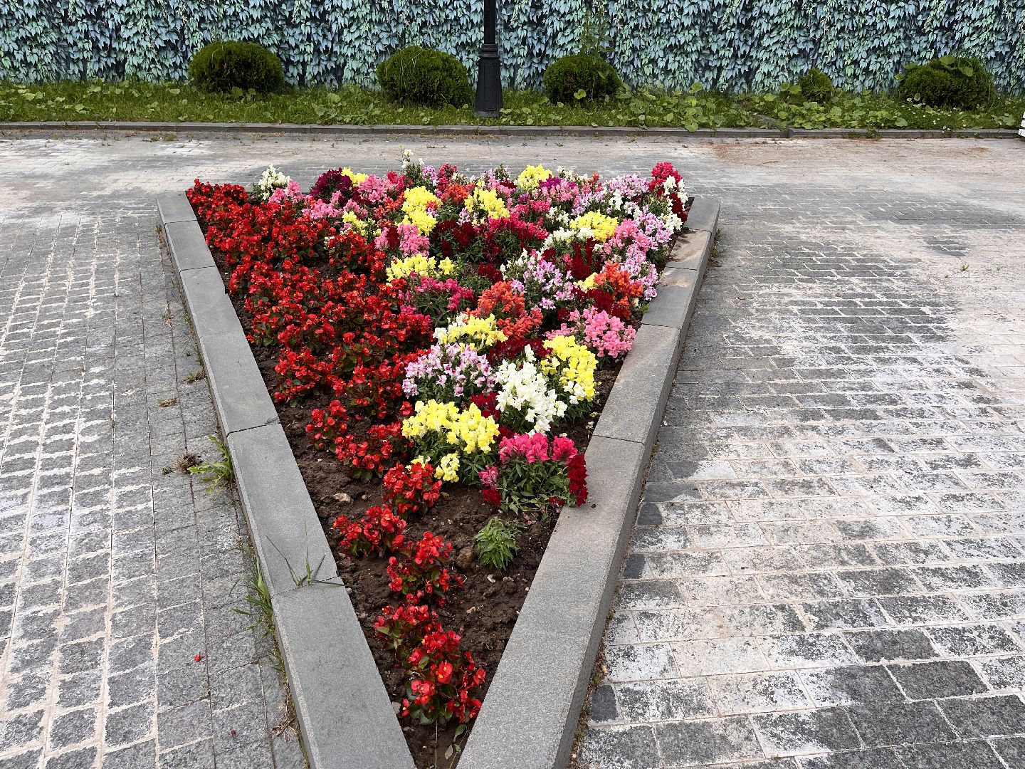 Шаховская, цветы, клумбы, посадка