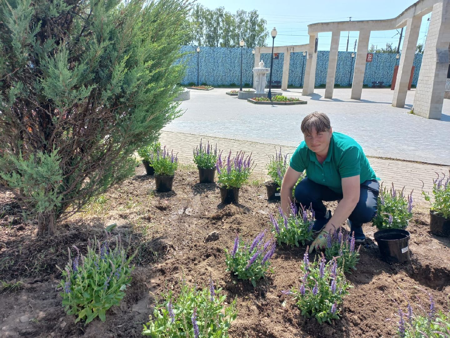 Шаховская, цветы, клумбы, посадка