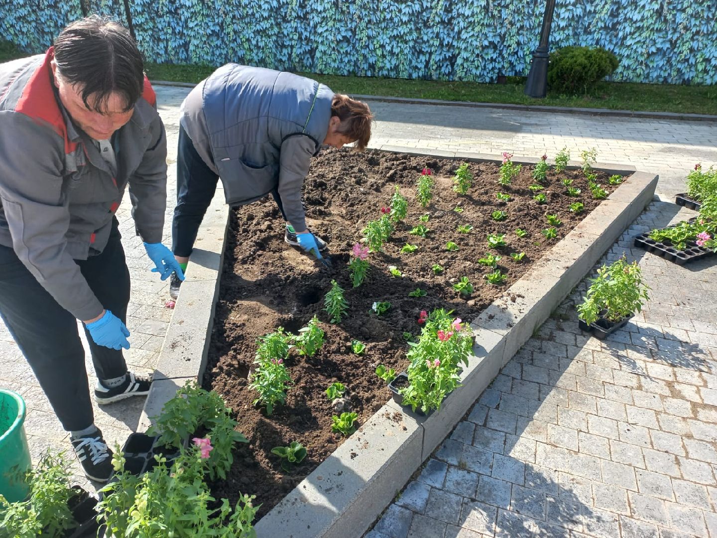 Шаховская, цветы, клумбы, посадка
