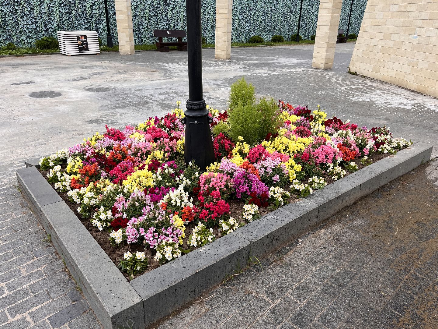 Шаховская, цветы, клумбы, посадка