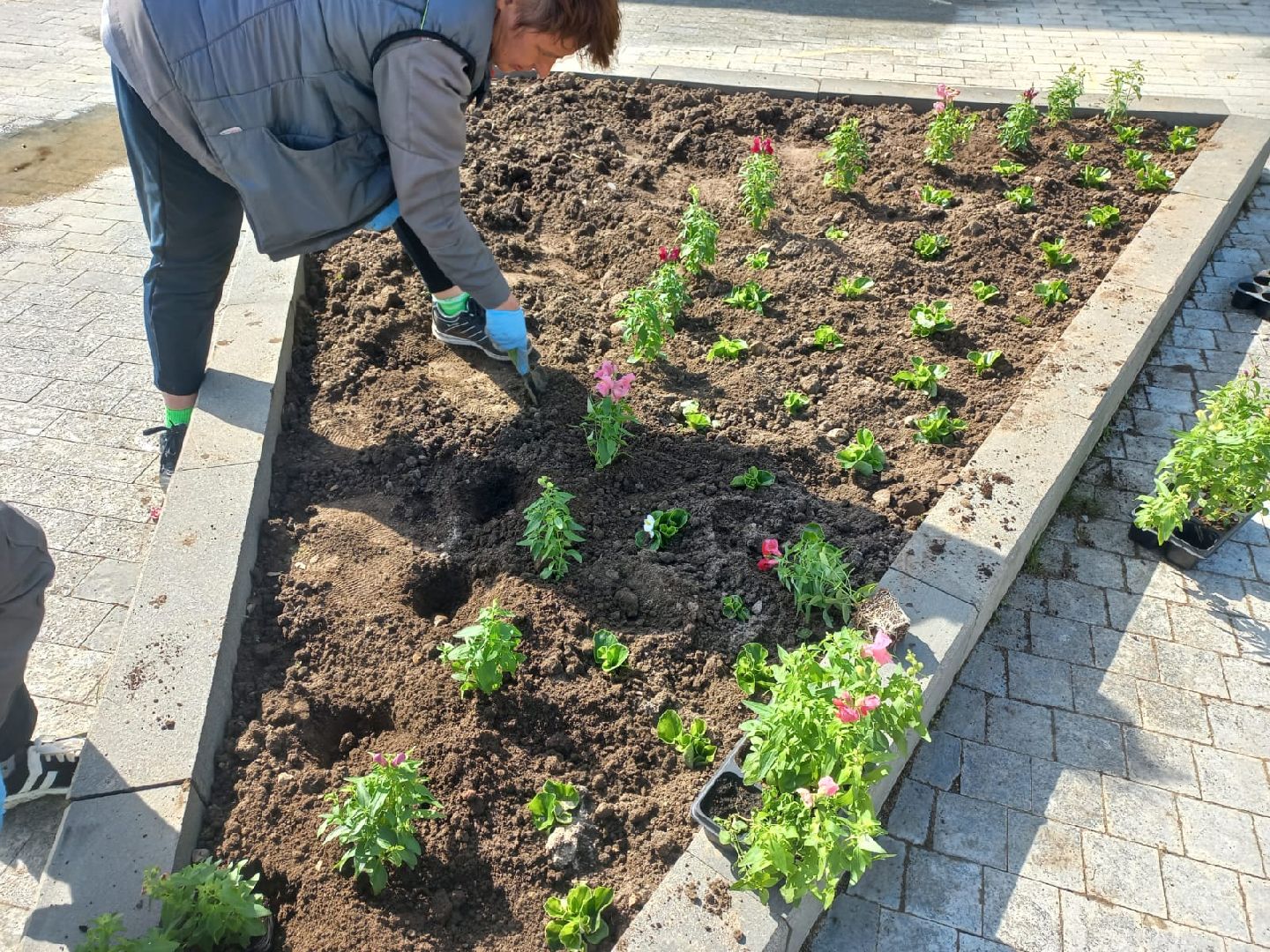 Шаховская, цветы, клумбы, посадка