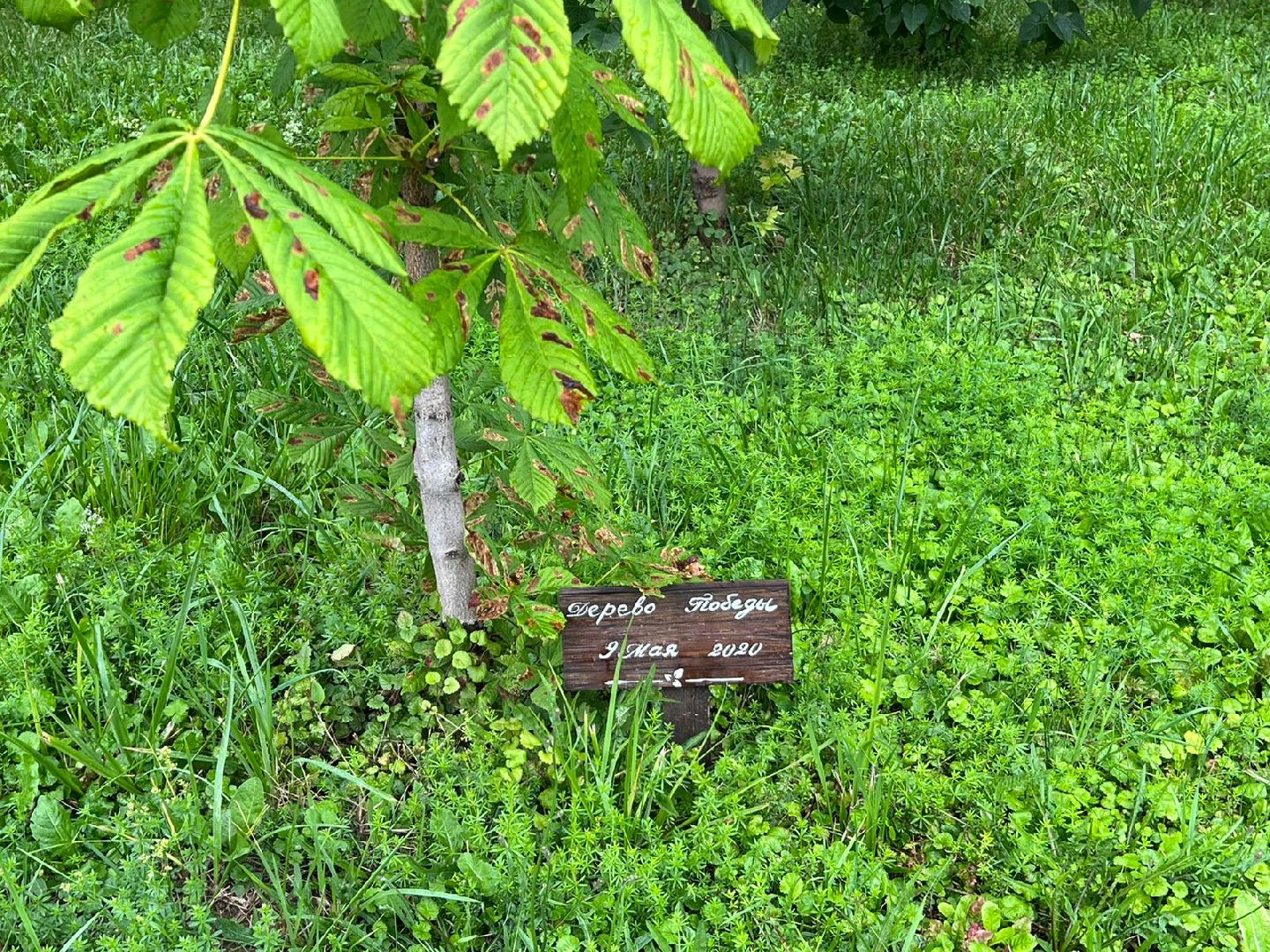 Реутов, благоустройство, ЖКХ, деревья, ивы