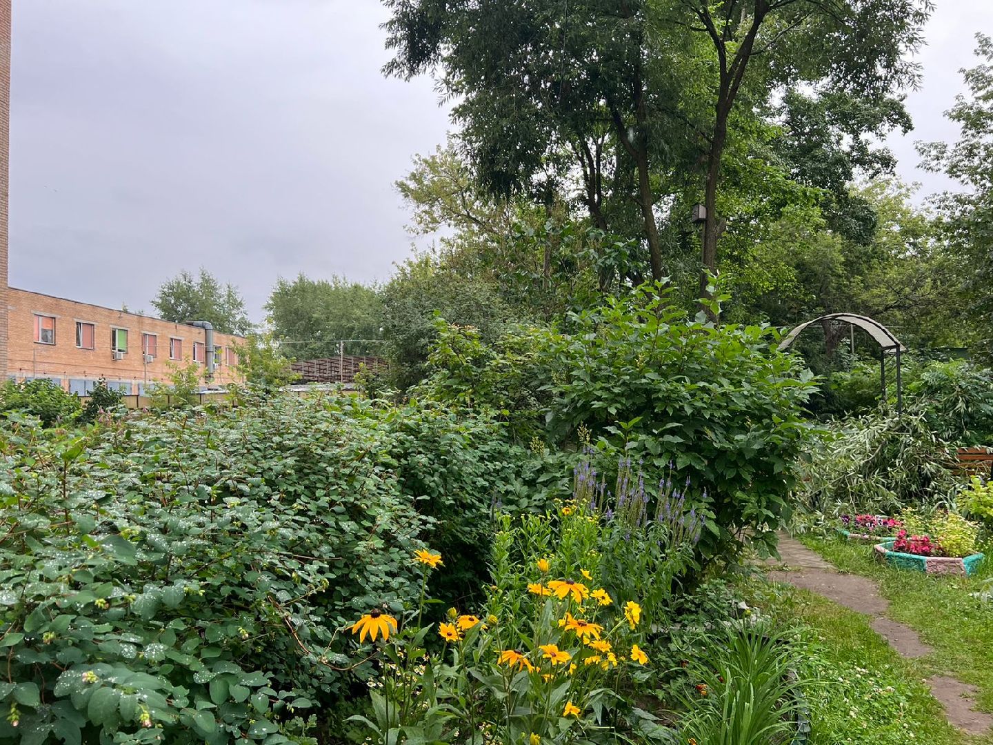 Реутов, благоустройство, ЖКХ, деревья, ивы