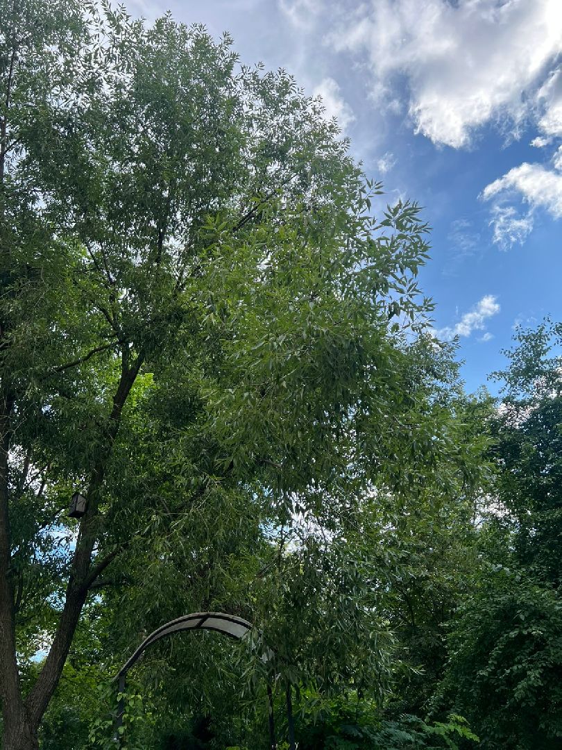 Реутов, благоустройство, ЖКХ, деревья, ивы