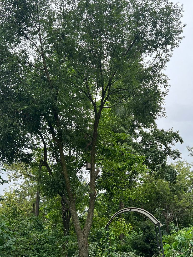 Реутов, благоустройство, ЖКХ, деревья, ивы