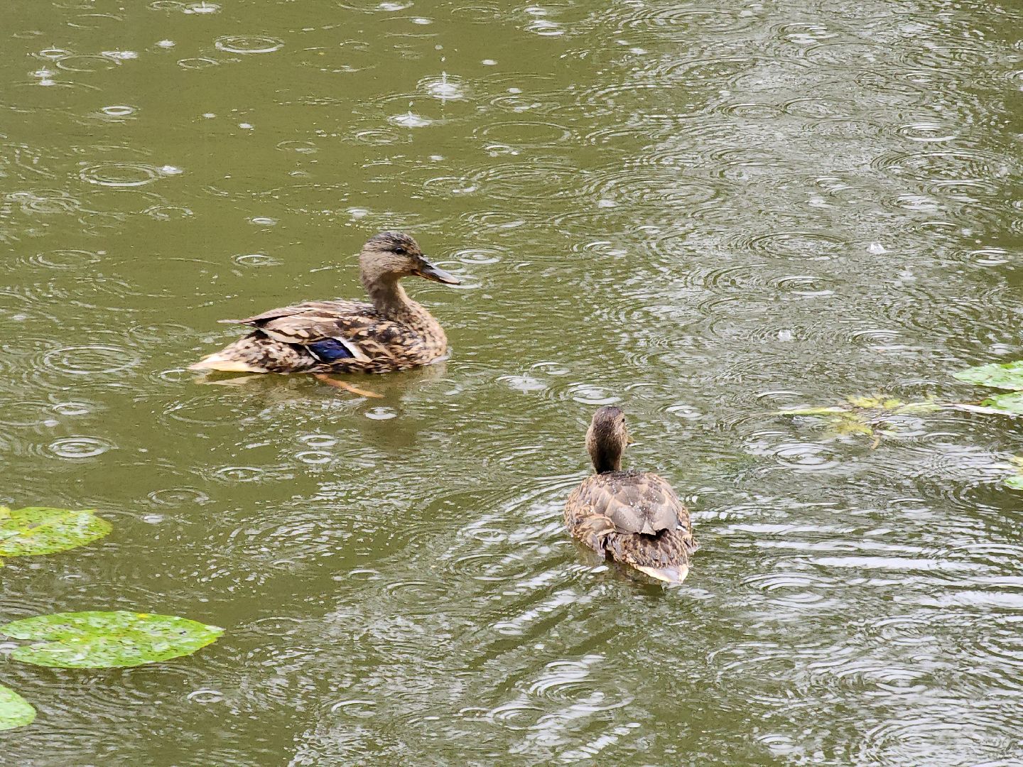 Немчиновка, пруд, Минэкологии, администрация, очистка, одинцово,