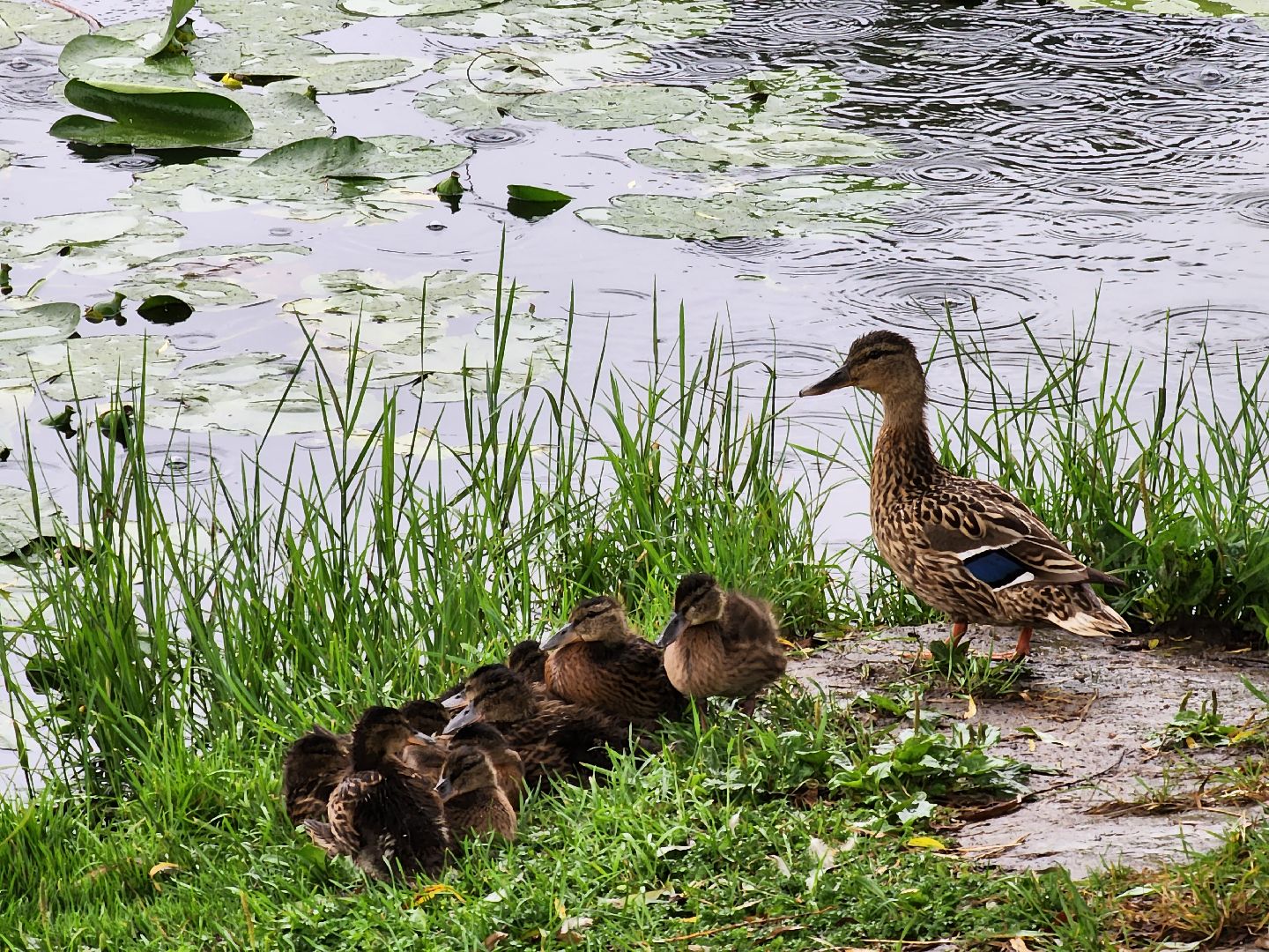 Немчиновка, пруд, Минэкологии, администрация, очистка, одинцово,