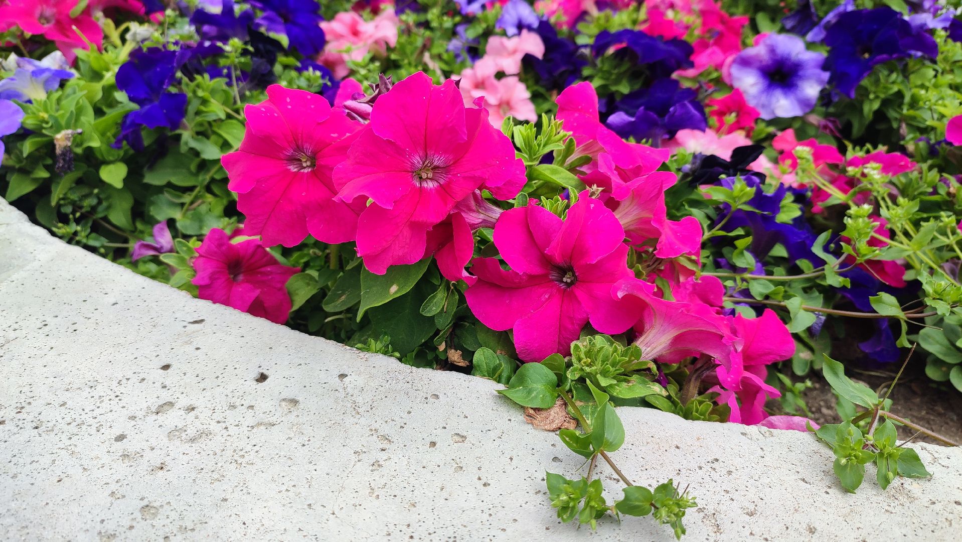 Кашира, благоустройство, цветы, клумбы, петунья ампельная