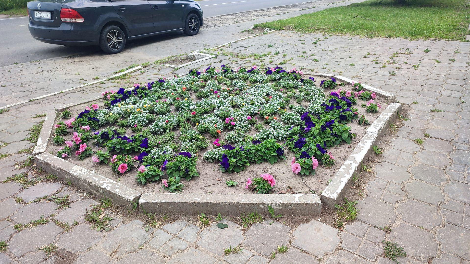 Кашира, благоустройство, цветы, клумбы, петунья ампельная