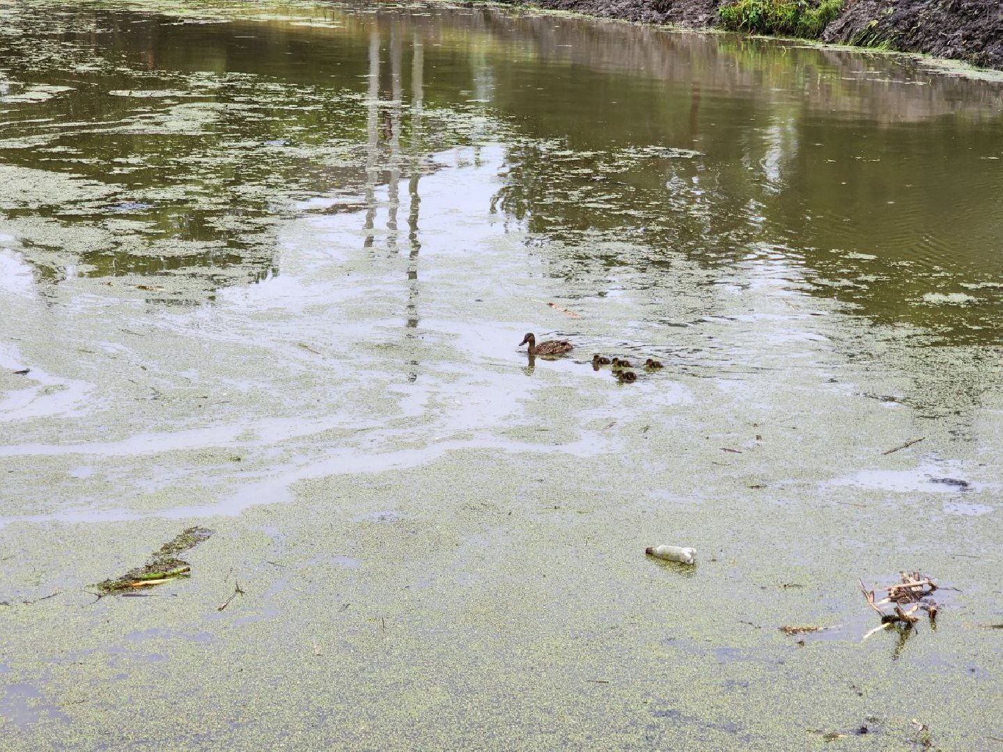 Дмитров, Очистка пруда, Минблаго МО