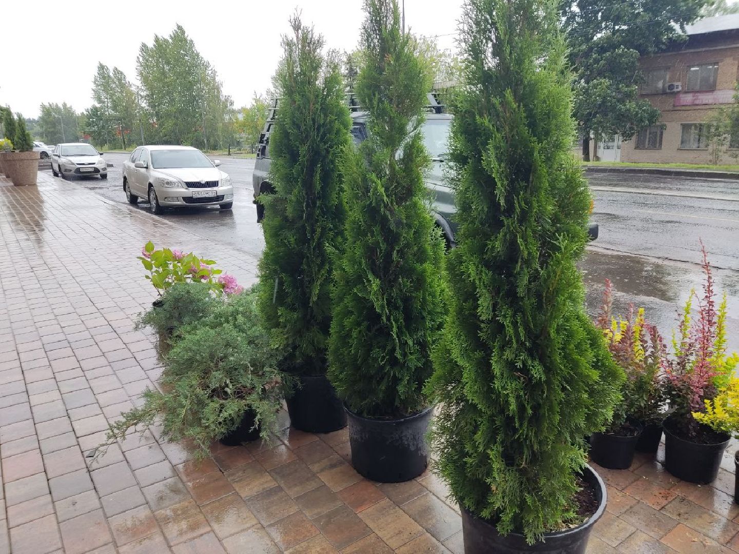 Одинцово, Благоустройство, Общество, Озеленение