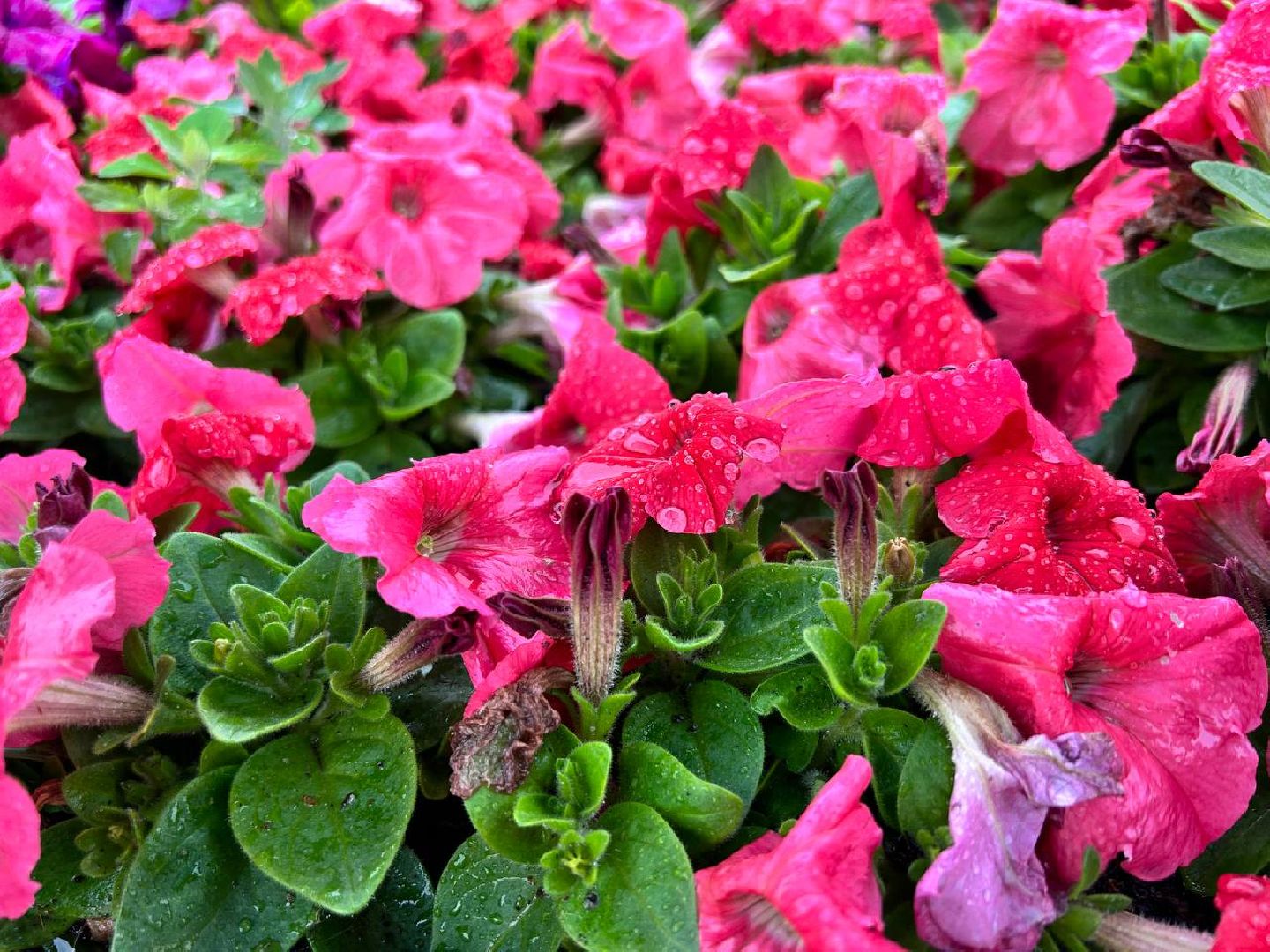 Подольск, клумбы, школьники, цветы, трудовые бригады, благоустройство