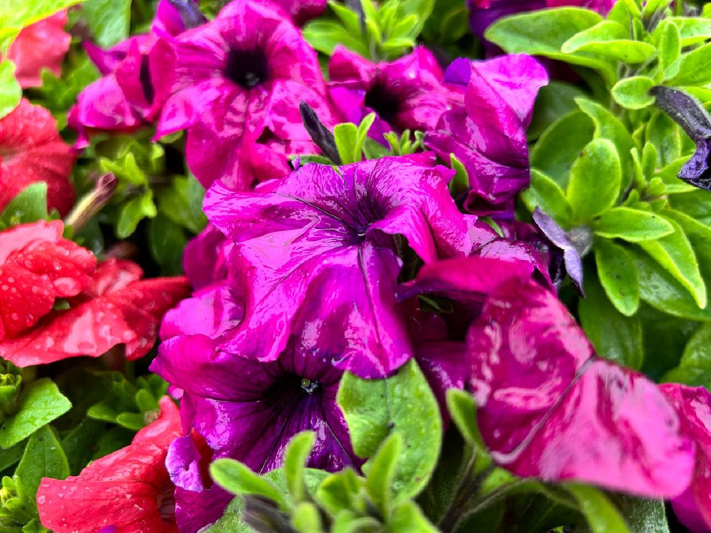 Подольск, клумбы, школьники, цветы, трудовые бригады, благоустройство