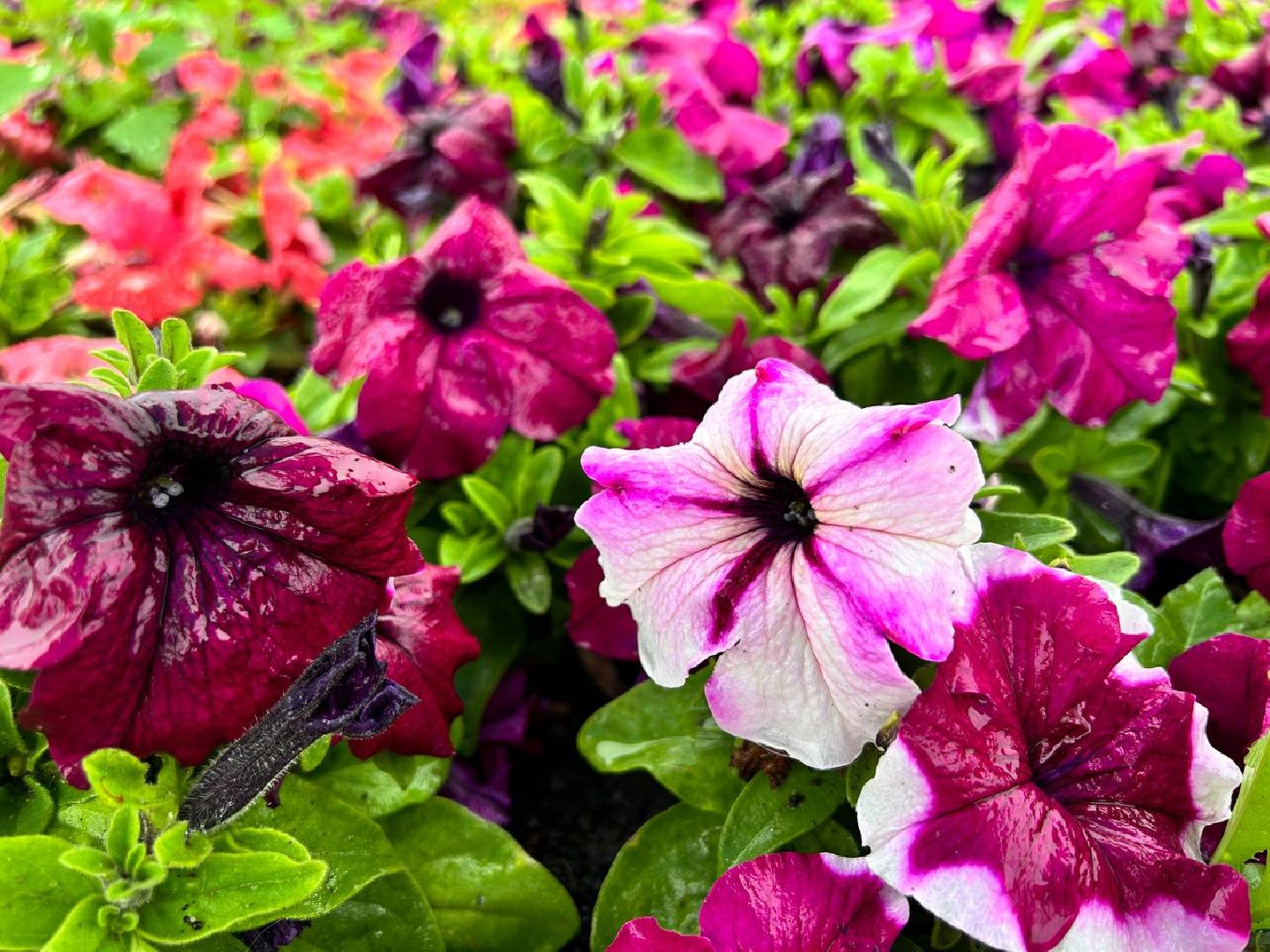 Подольск, клумбы, школьники, цветы, трудовые бригады, благоустройство