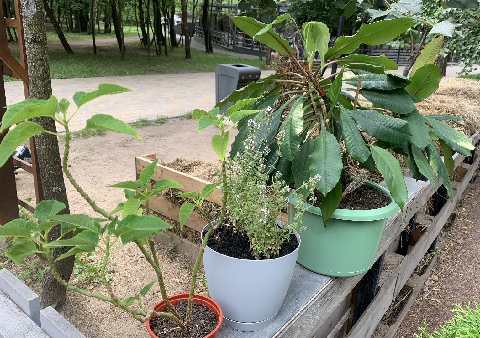 Балашиха, Подмосковье, парки, Аптекарский огород, акции