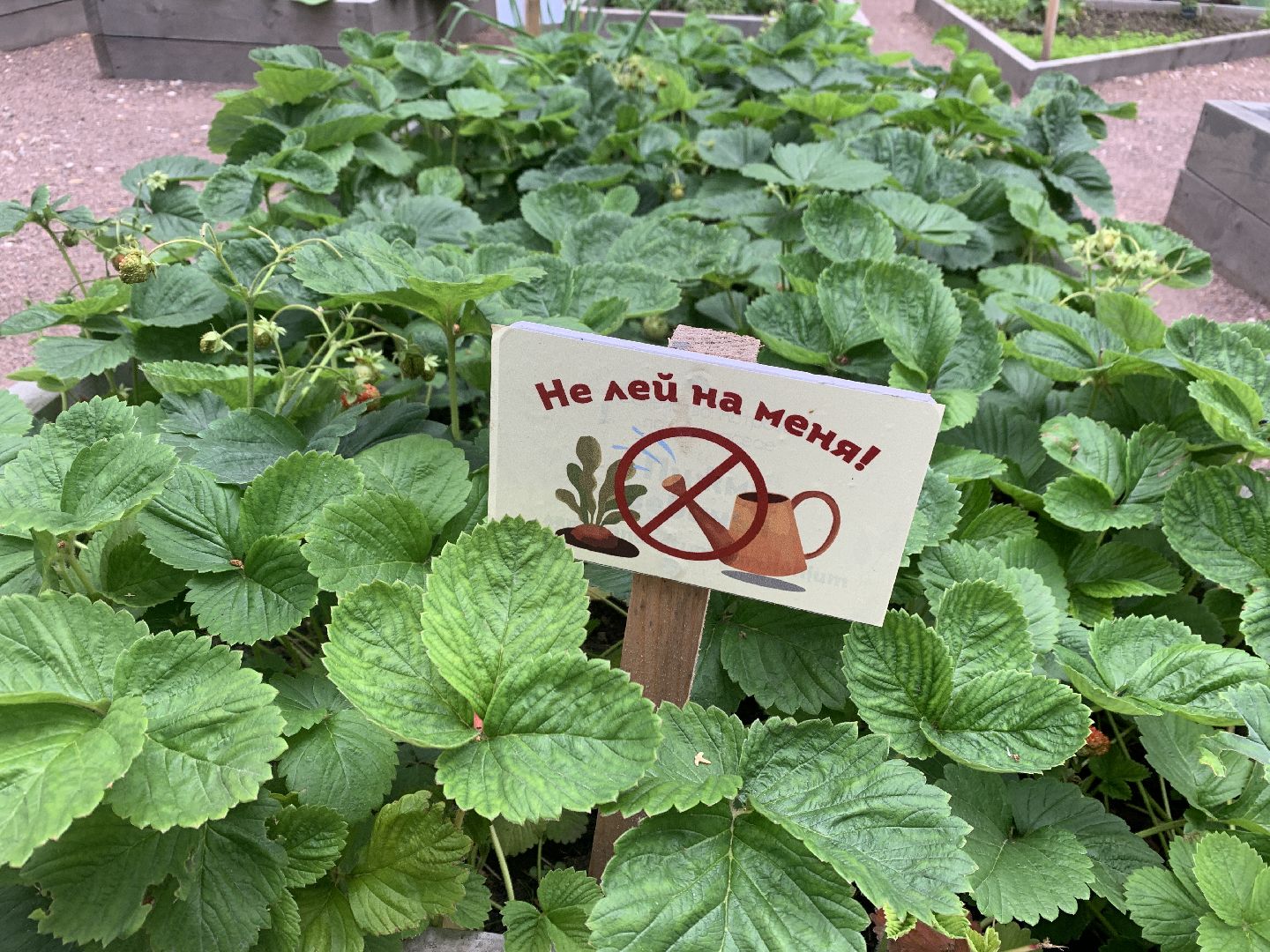 Балашиха, Подмосковье, парки, Аптекарский огород, акции