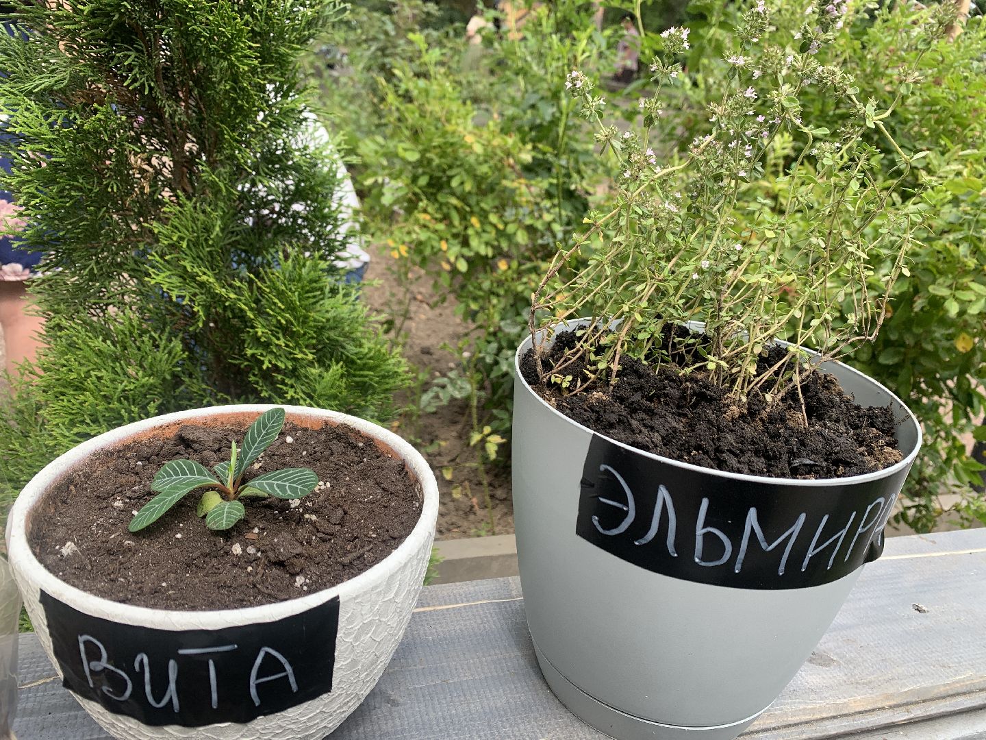 Балашиха, Подмосковье, парки, Аптекарский огород, акции