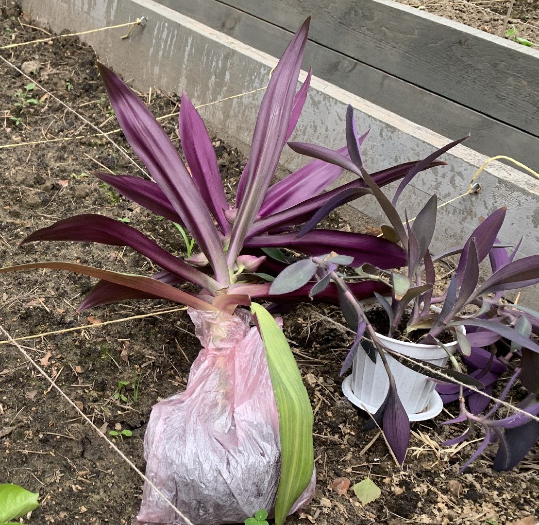 Балашиха, Подмосковье, парки, Аптекарский огород, акции