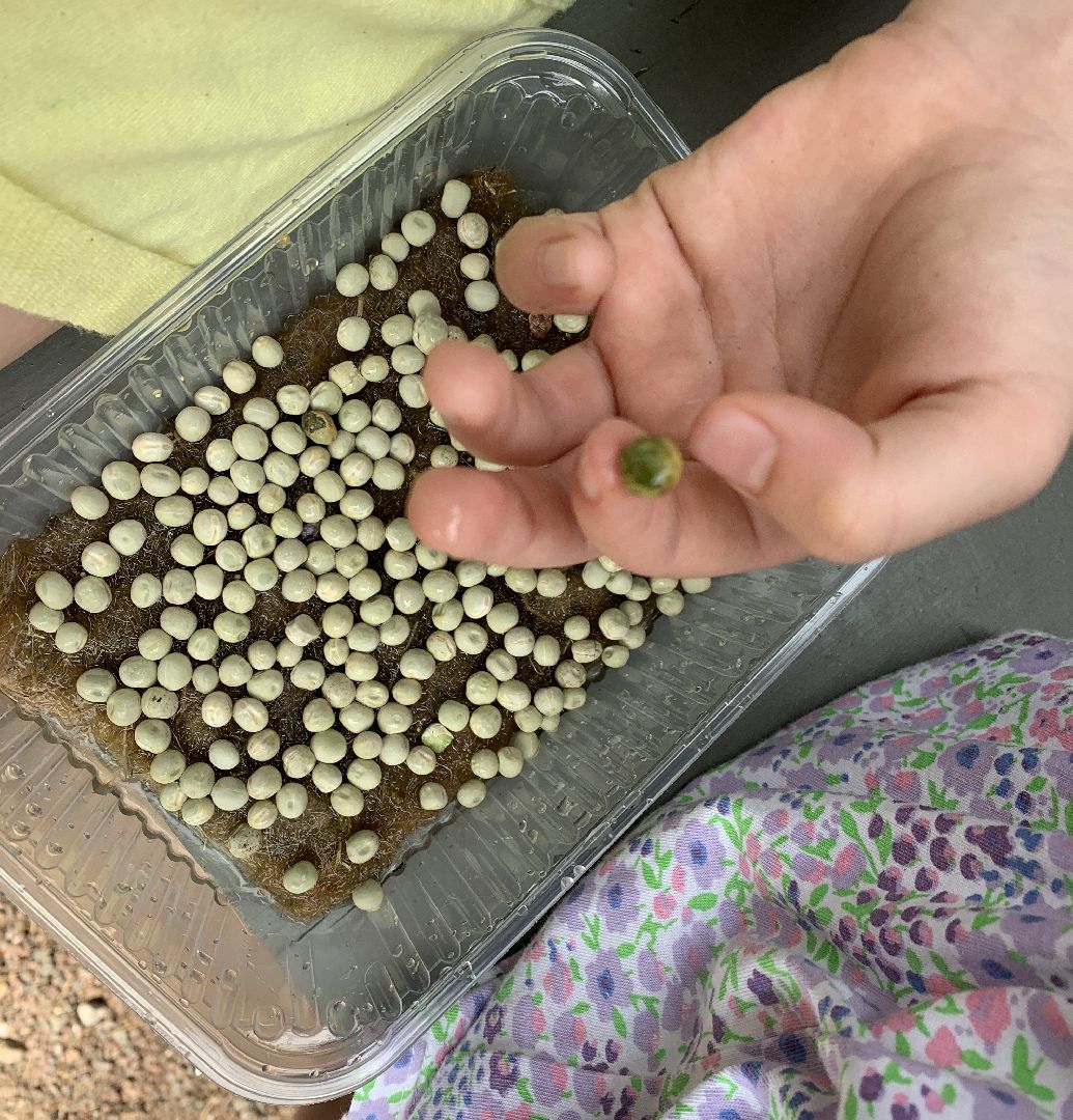 Балашиха, Подмосковье, парки, Аптекарский огород, акции