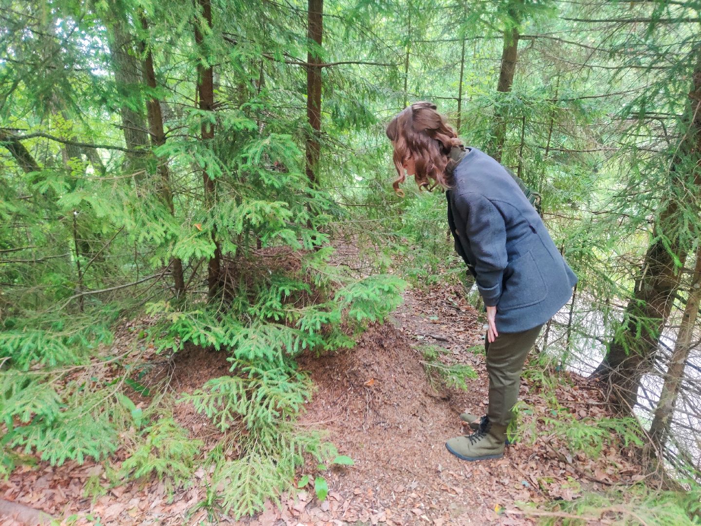 Красноармейск, Пушкинский, муравейники, лес, экология