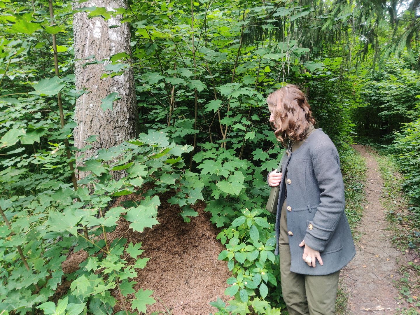 Красноармейск, Пушкинский, муравейники, лес, экология