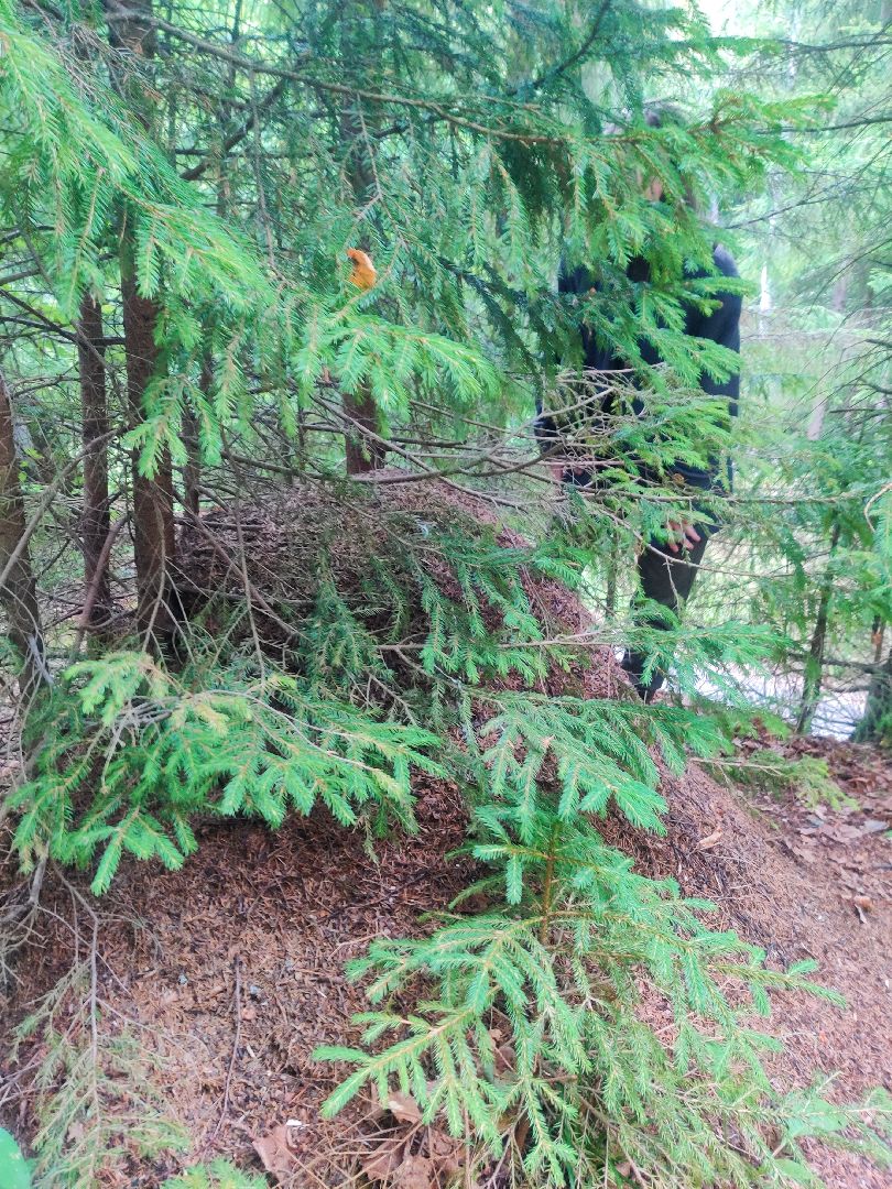 Красноармейск, Пушкинский, муравейники, лес, экология