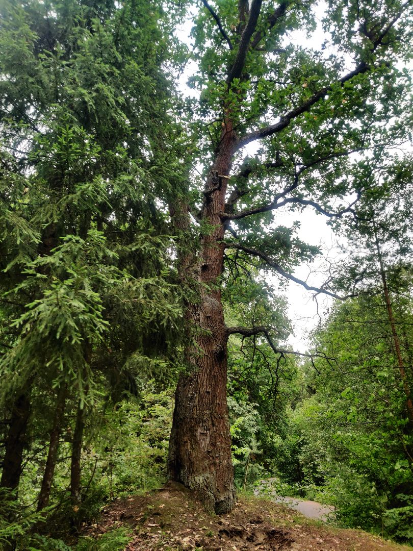 Красноармейск, Пушкинский, муравейники, лес, экология