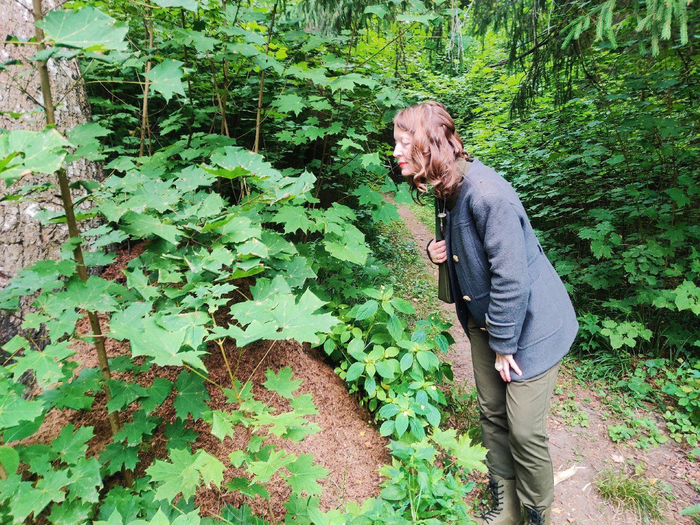 Красноармейск, Пушкинский, муравейники, лес, экология