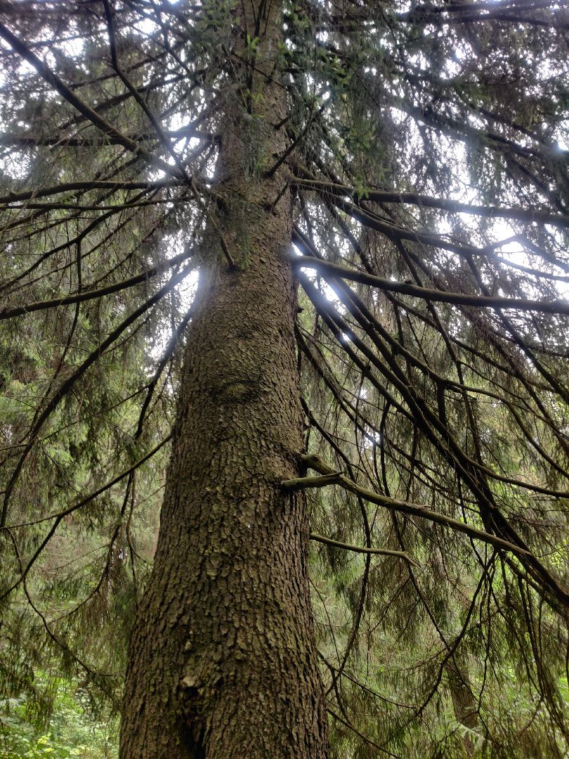 Красноармейск, Пушкинский, муравейники, лес, экология