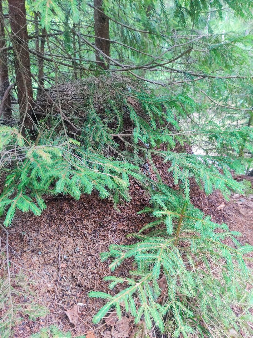 Красноармейск, Пушкинский, муравейники, лес, экология