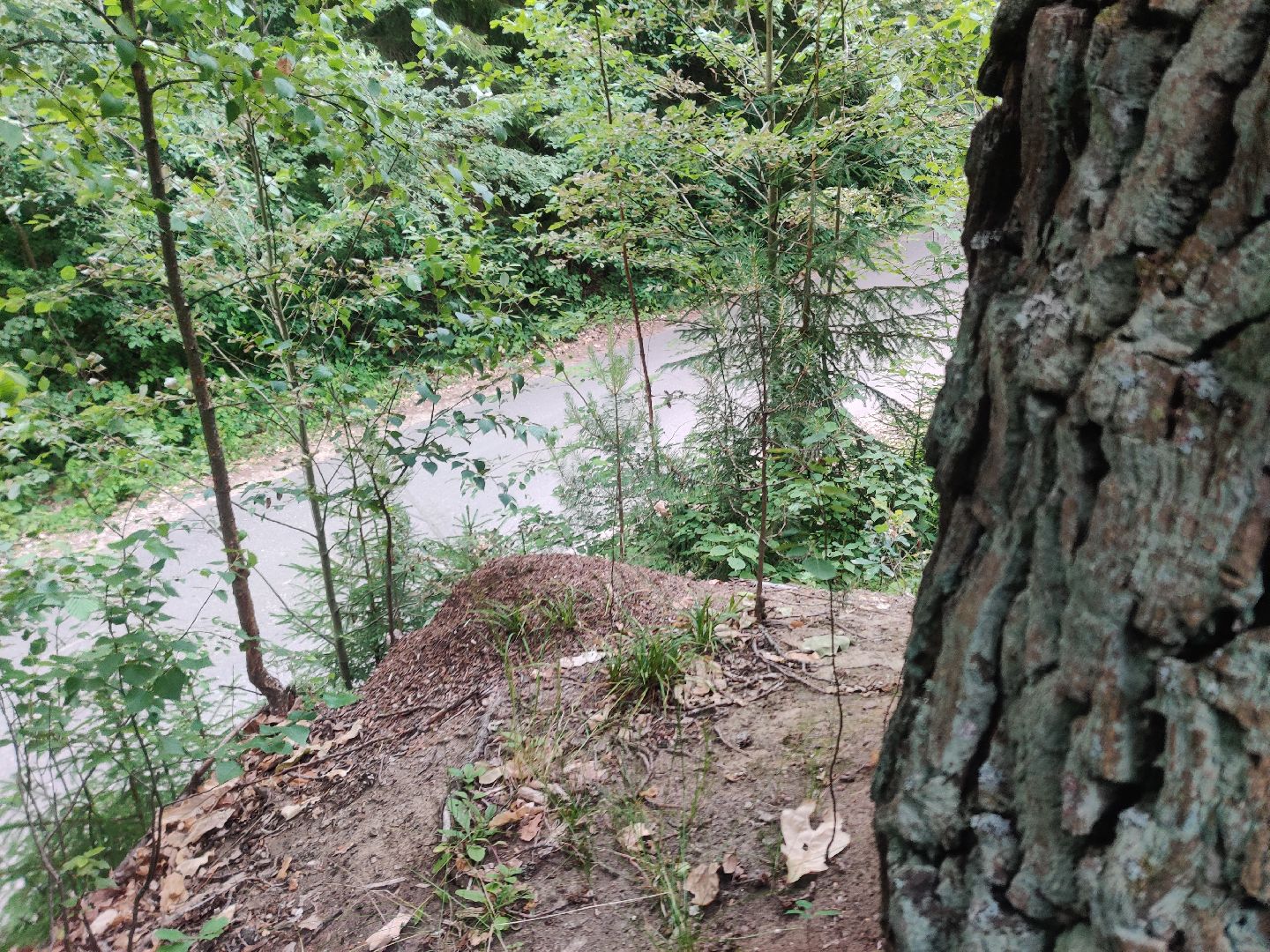 Красноармейск, Пушкинский, муравейники, лес, экология