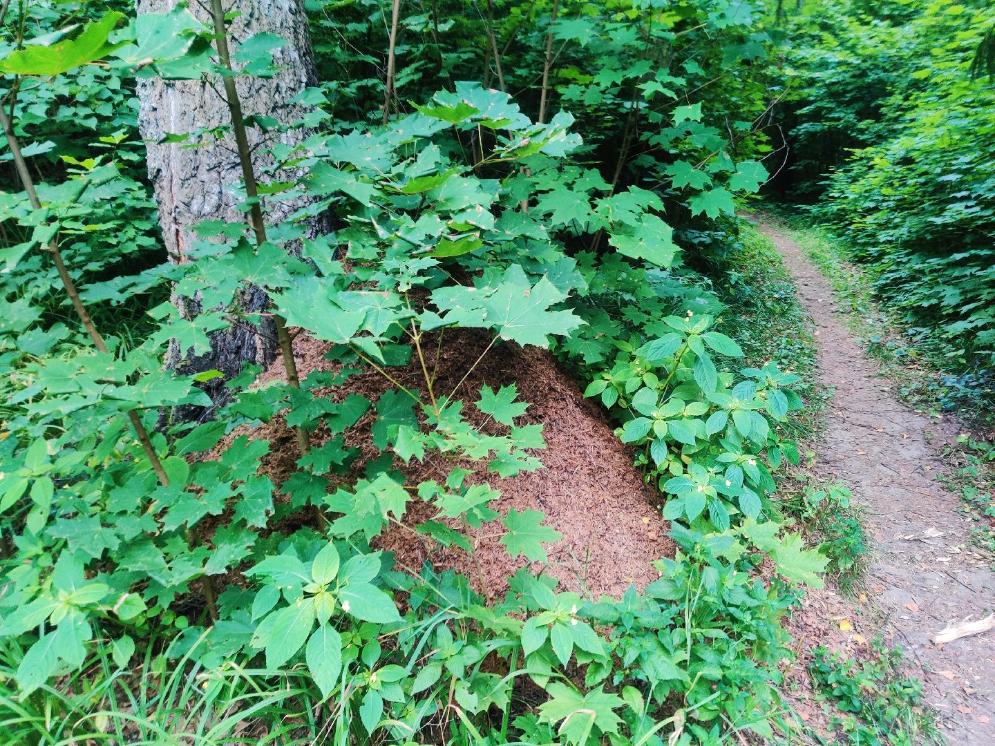 Красноармейск, Пушкинский, муравейники, лес, экология