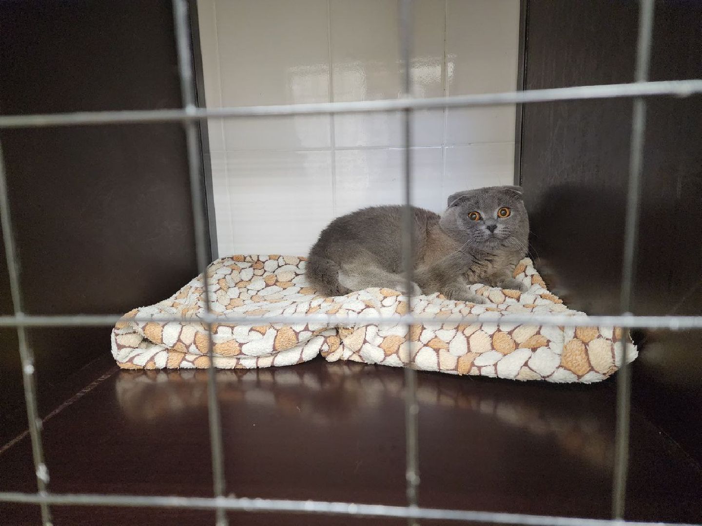 Дмитров, Ветеринарная станция, Минсельхоз МО