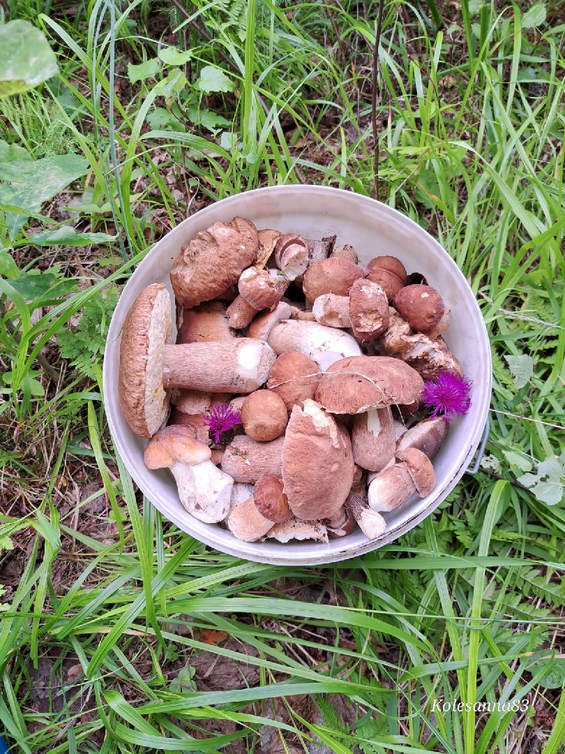 Одинцово, Тихая охота, Грибы, Экология