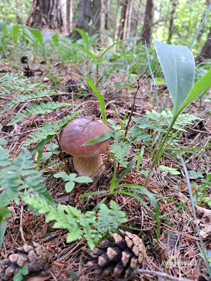 Одинцово, Тихая охота, Грибы, Экология