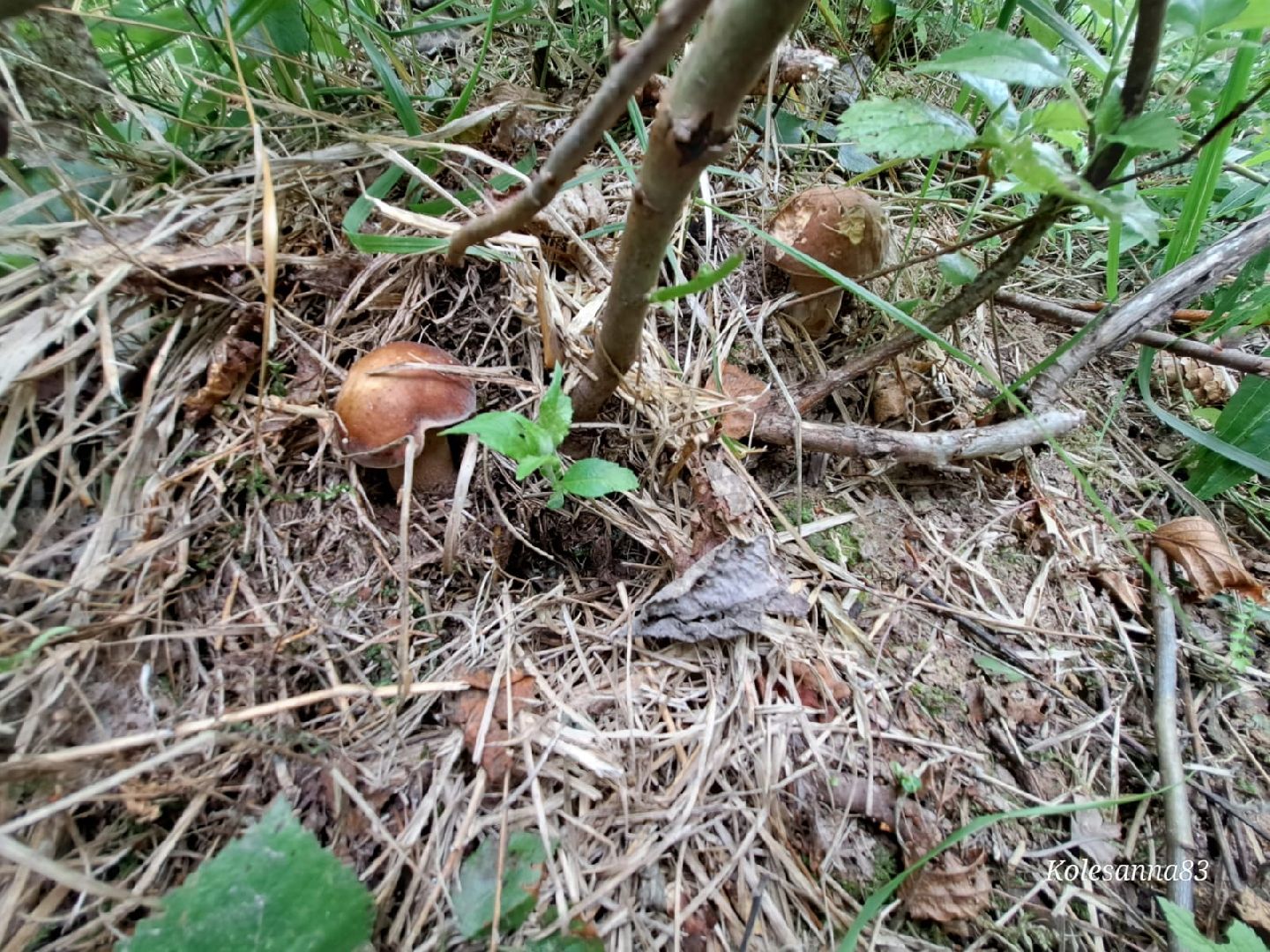 Одинцово, Тихая охота, Грибы, Экология