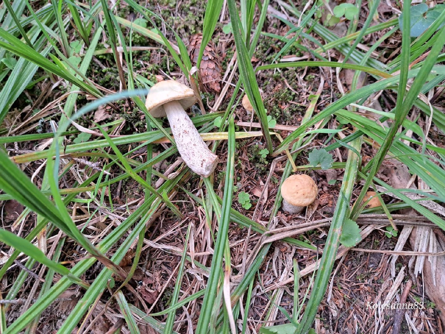 Одинцово, Тихая охота, Грибы, Экология