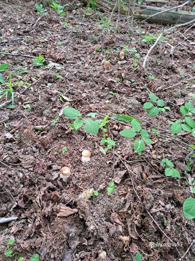 Одинцово, Тихая охота, Грибы, Экология