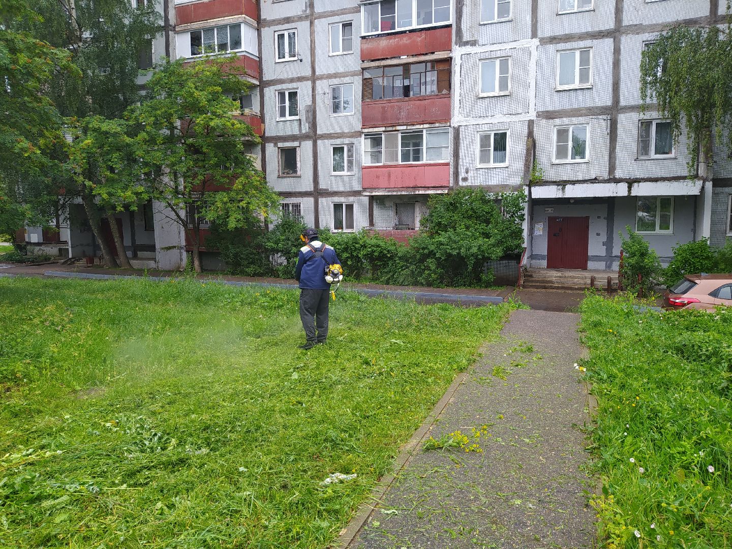 Дедовск, трава