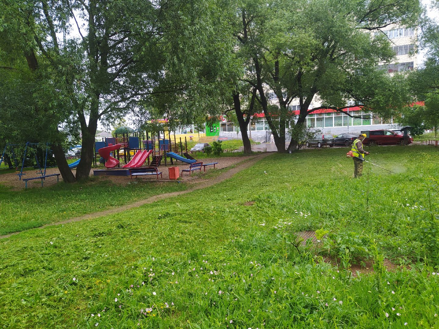 Дедовск, трава