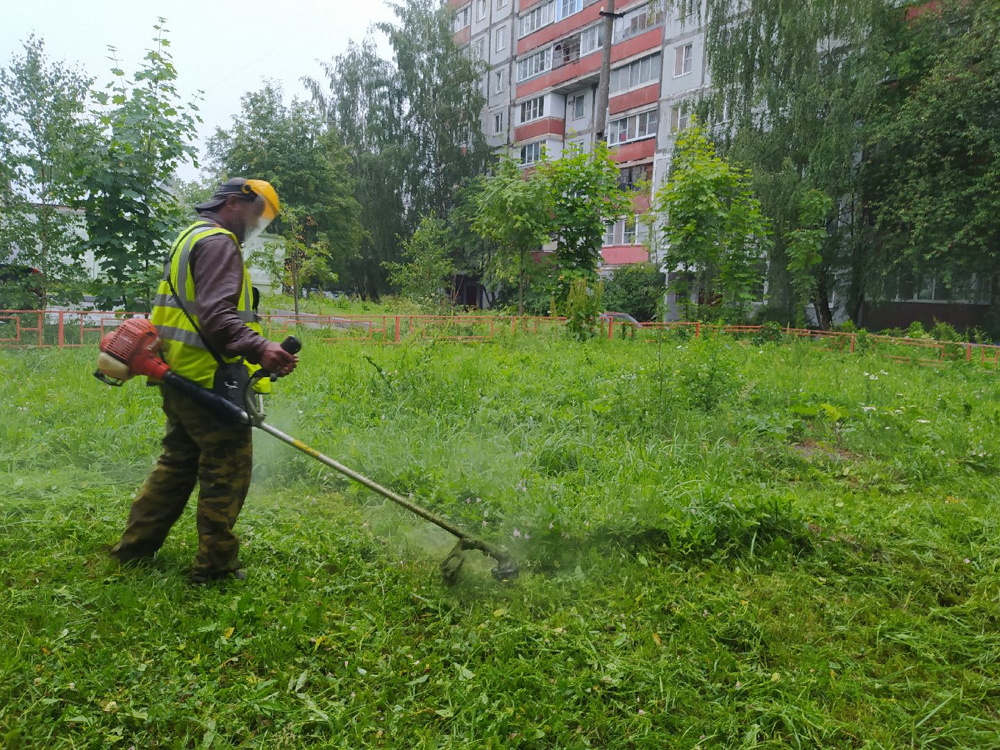 Дедовск, трава