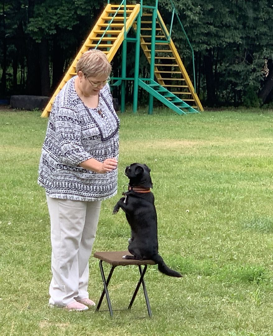 Балашиха, Подмосковье, школа юного кинолога, РГУНХ имени В.И. Вернадского