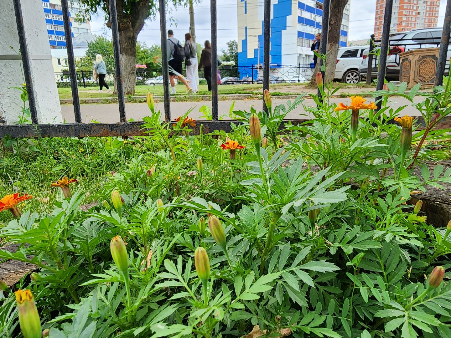 Подольск, благоустройство, цветы, красота, эстетика, ПОКБ, клумба
