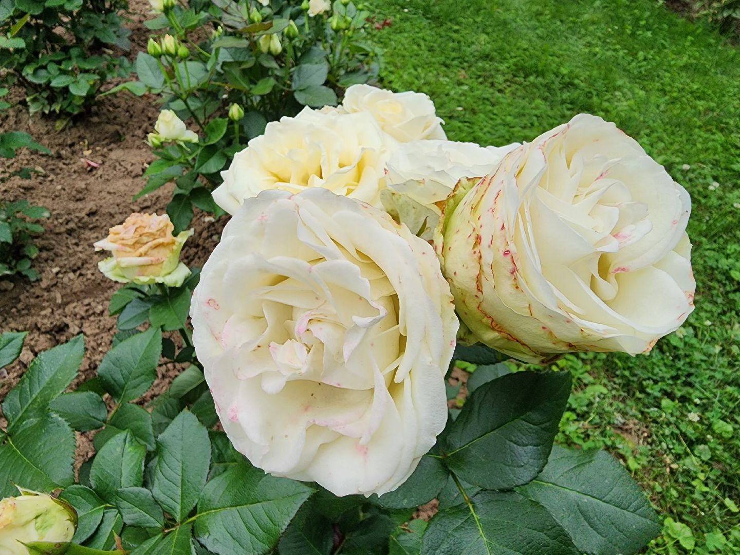 Подольск, благоустройство, цветы, красота, эстетика, ПОКБ, клумба