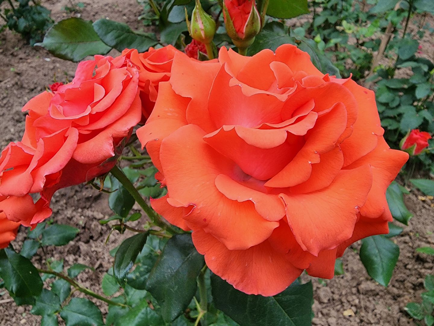 Подольск, благоустройство, цветы, красота, эстетика, ПОКБ, клумба