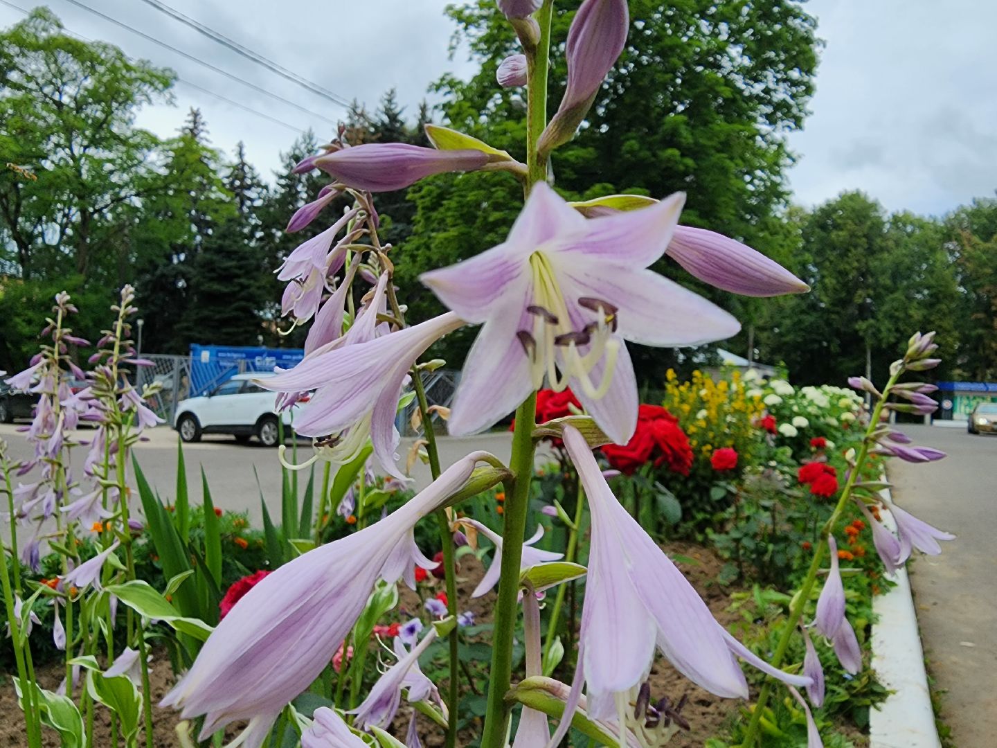 Подольск, благоустройство, цветы, красота, эстетика, ПОКБ, клумба