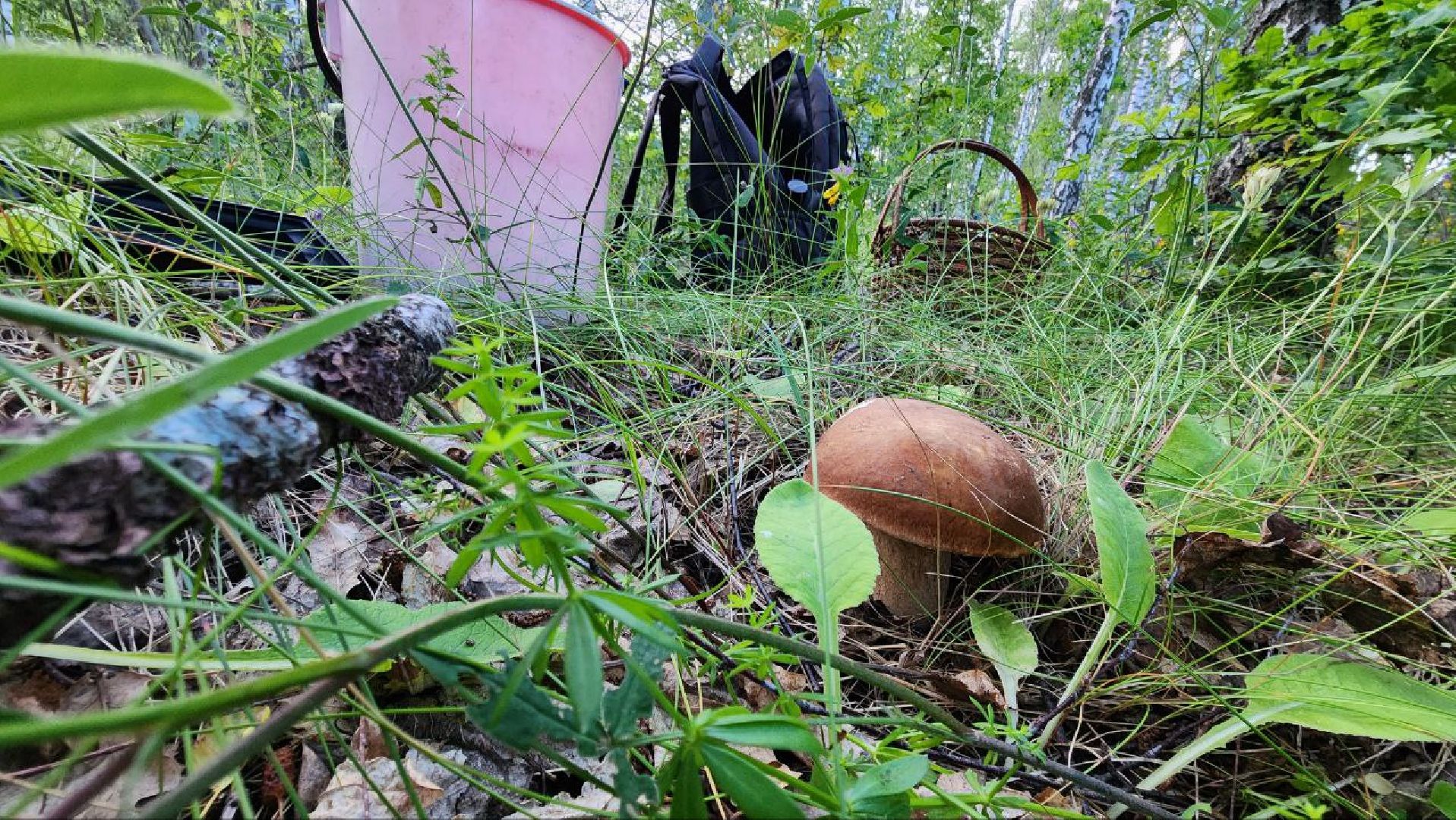 Пущино, Подмосковье, экология, грибы