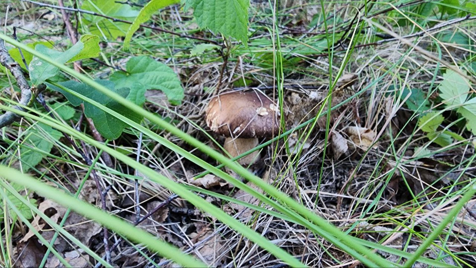 Пущино, Подмосковье, экология, грибы